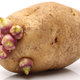 Illustration for article titled Woman Uses Potato as Contraceptive, Grows Roots Inside Her Vagina